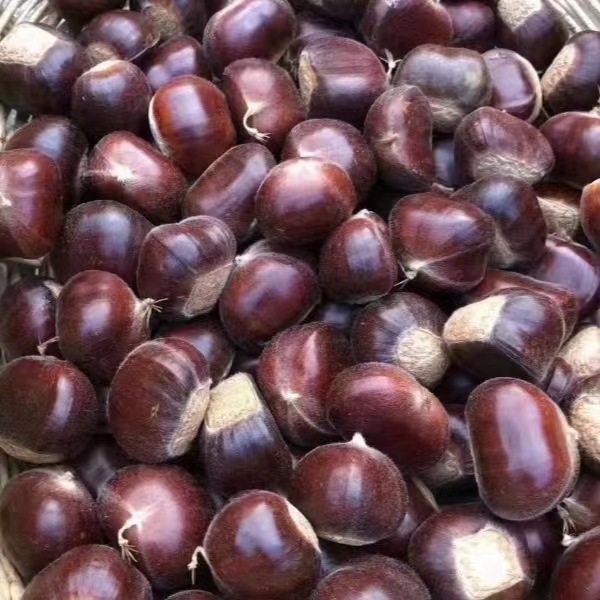 2025新板栗河北省燕山板栗迁西板栗生鲜毛栗油栗野 迁西3113中果