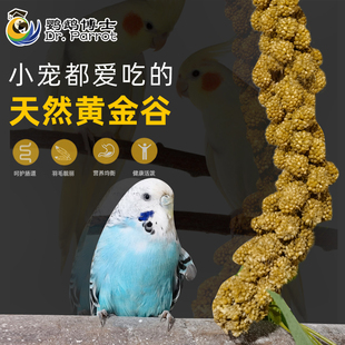 谷穗谷子穗小米穗鹦鹉粮食天然麦穗鸟食饲料虎皮玄凤牡丹啃咬玩具