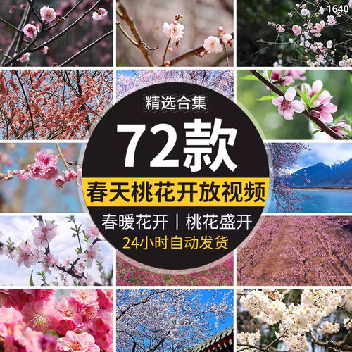 桃花盛开放花朵花海桃树自然景观春暖花开高清实拍剪辑短视频素材