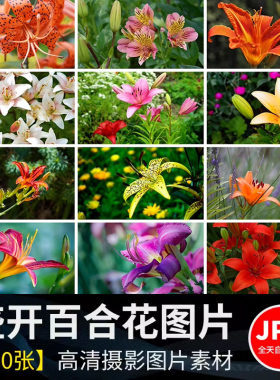 百合花唯美花朵特写花卉植物鲜花盛开绽放花蕊花瓣摄影照图片素材
