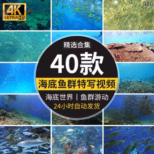 大海底世界唯美景色小鱼群成群游动观赏鱼海洋馆led视频背景素材