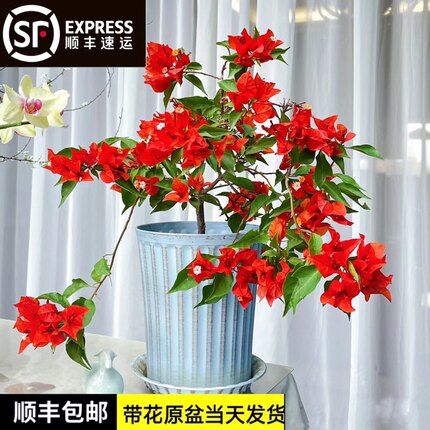 热火桑巴三角梅扦插高飘勤花老桩花卉阳台庭院景观盆栽四季有花