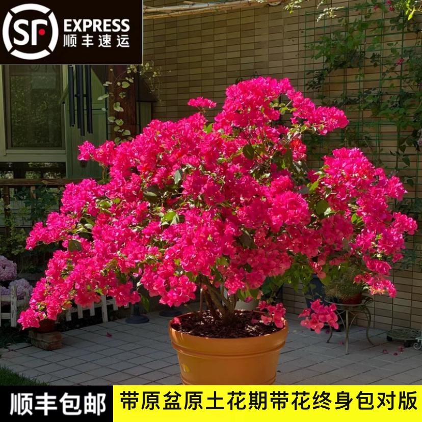 稀有三角梅多品种包活包对版带盆