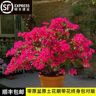 稀有马斯三角梅精品不甜双色高飘棒棒糖大苗带花阳台绿植盆栽包活