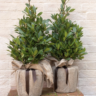 烧肉 好香的哇 香叶树 地中海月桂苗 四季常绿 月桂树可以烹饪