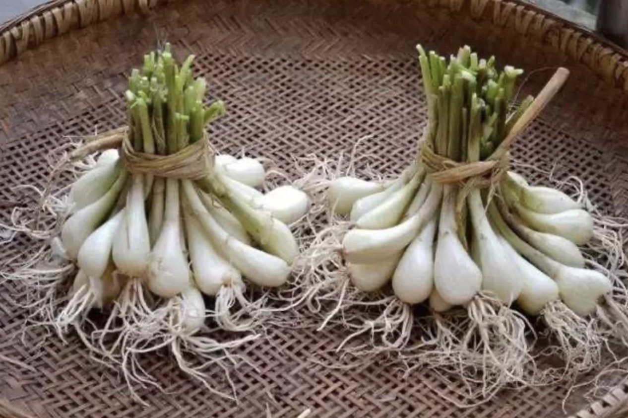 藠头 薤白 乔葱根 1星期发芽多季节重复采收野蒜 阳台盆栽蔬菜苗
