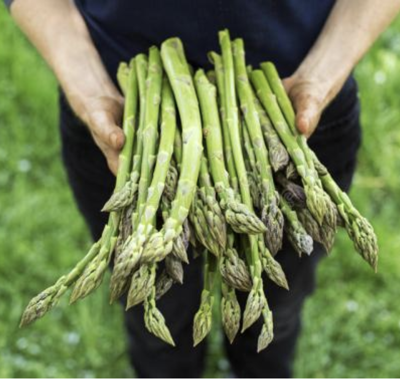 当年有笋 四季芦笋苗 3年根 多年生 带盆带土  盆栽地栽无病虫害