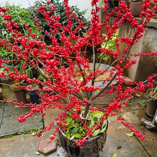 冬红果北美冬青基地苗圃直销便宜处理树苗盆栽切枝送公苗雄株花卉