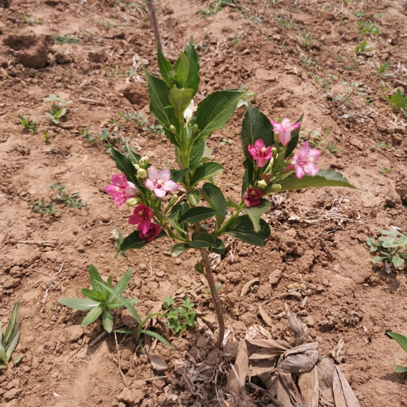 五彩锦带小苗鲜花非红王子棒棒糖室内室外客厅阳台庭院南北方植物