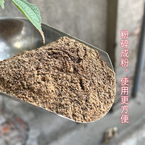 江西婺源野生金丝皇菊花
