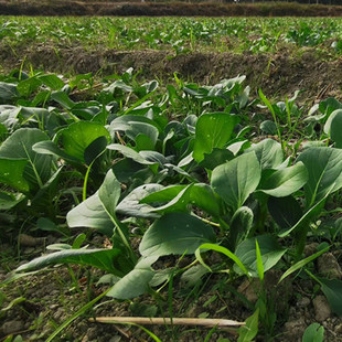 婺源绿色蔬菜小青菜3斤 包邮