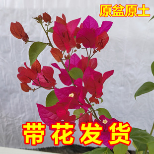 同安红三角梅老桩带花盆栽花卉四季开花阳台好养爬藤庭院绿化植物