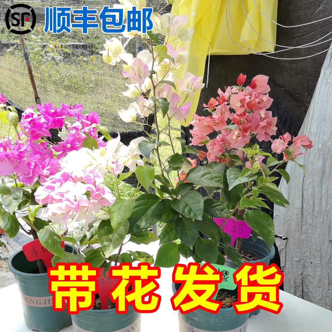 三角梅直播间基地现场特价＜顺丰一物一拍＞带盆带花发货阳台盆栽