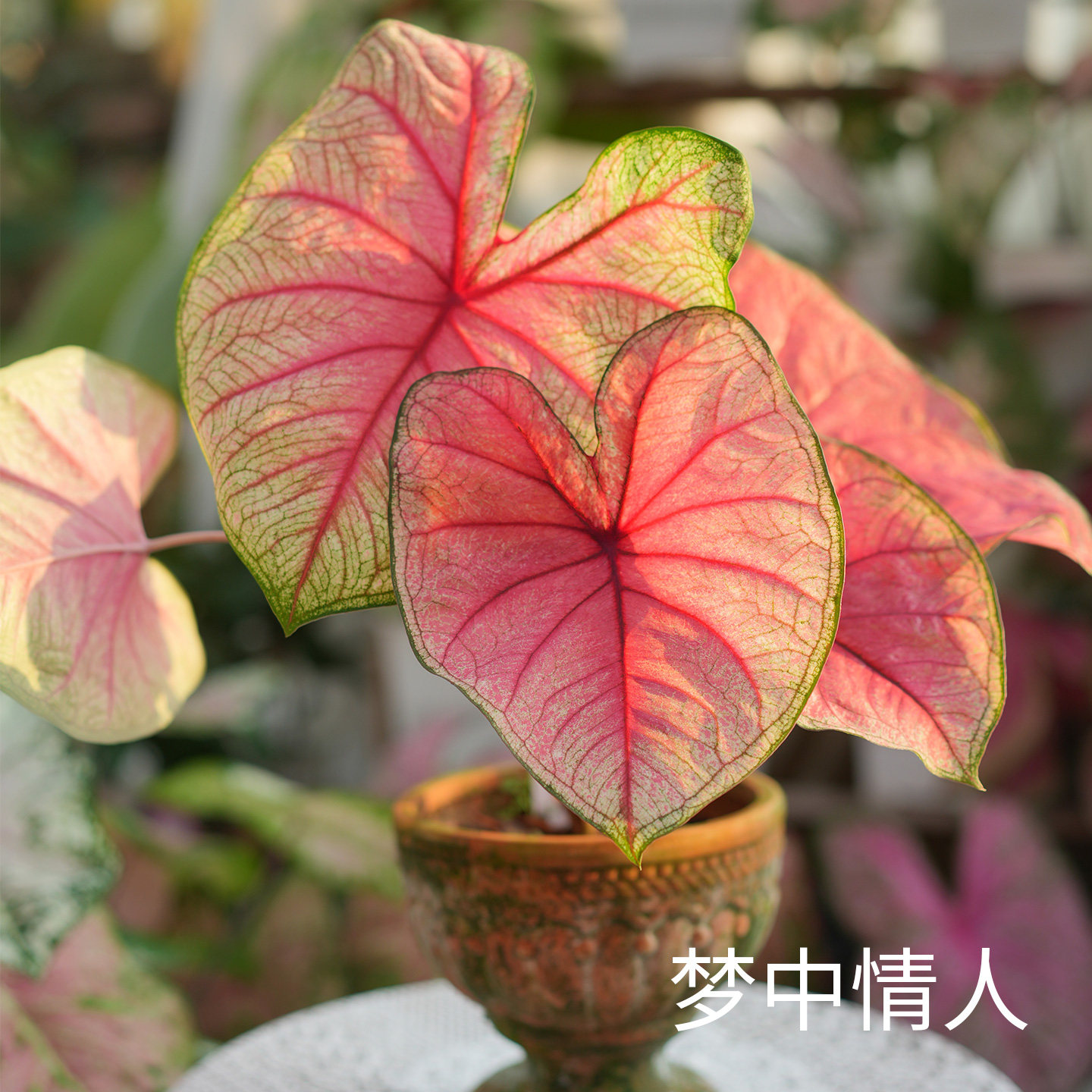 花信彩叶芋种球梦中情人婚纱安妮红桃A海王炸街必抢尖货艳压群芳图片