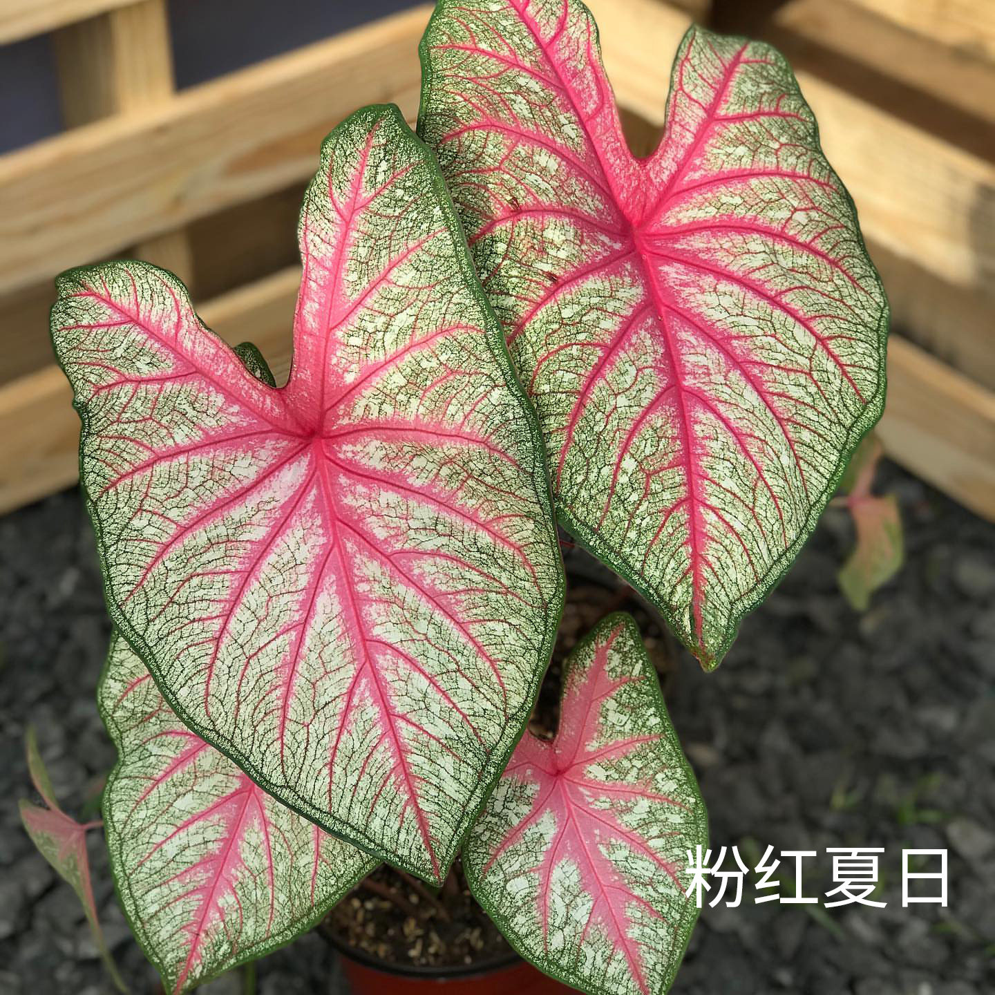 花信彩叶芋种球粉红夏日安妮红桃A海王婚纱炸街必抢尖货艳压群芳图片