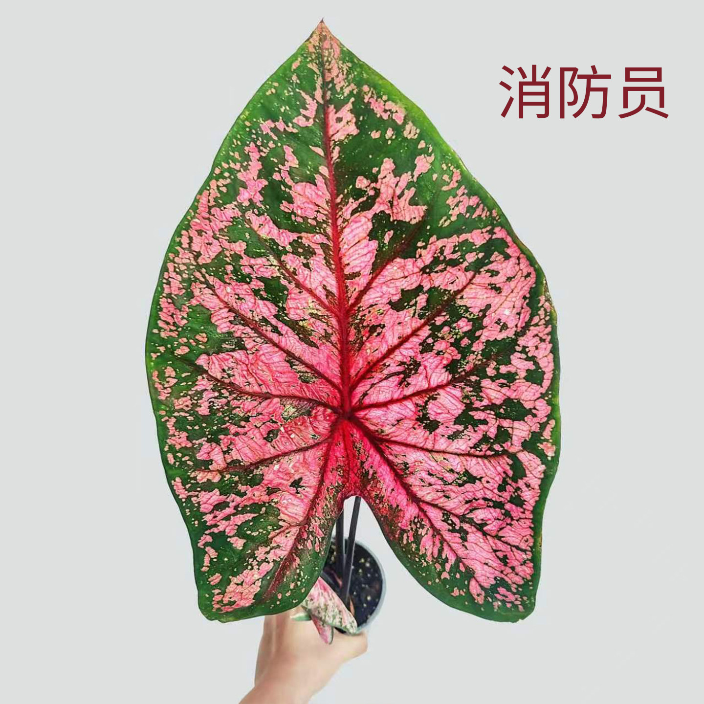 花信彩叶芋种球消防员婚纱海王莫妮卡红桃A炸街必抢尖货艳压群芳图片