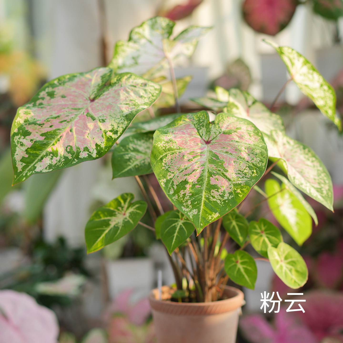 花信彩叶芋种球粉云安妮红桃A海王婚纱炸街必抢尖货艳压群芳图片