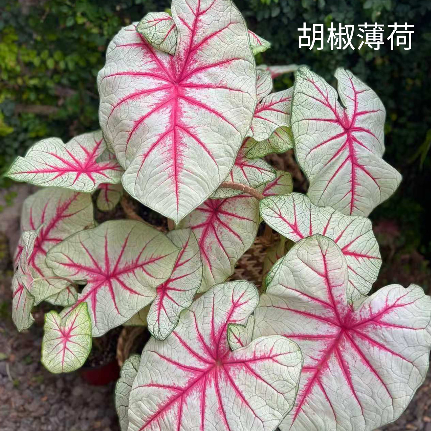 花信彩叶芋种球幻想曲婚纱海王莫妮卡红桃A炸街必抢尖货艳压群芳图片