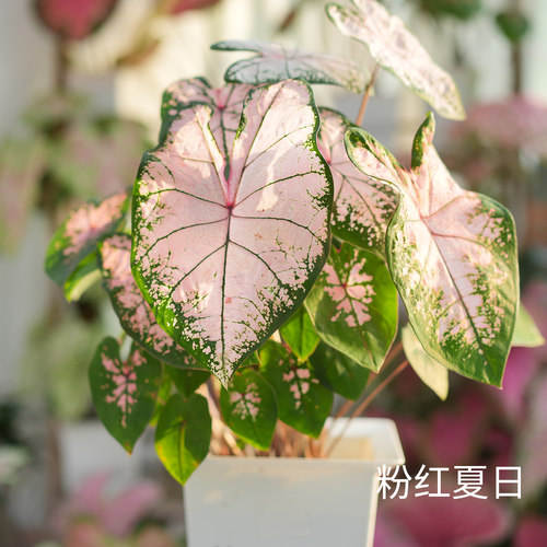 彩叶芋红桃A种球红纹炸街必抢