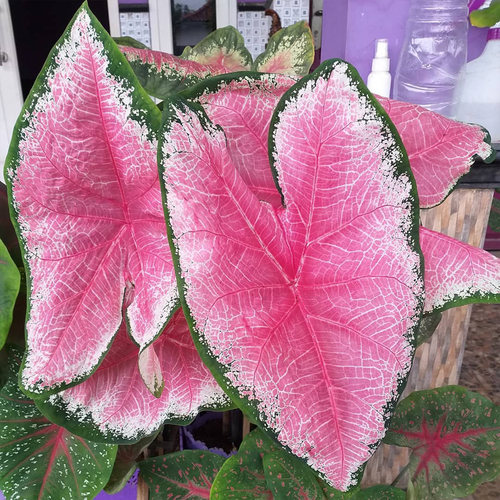 花信彩叶芋种球红桃A莫妮卡海王婚纱消防员炸街必抢尖货艳压群芳