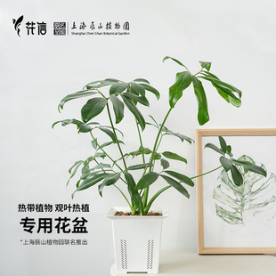 热植盆花信呼吸盆绿植花盆海芋蔓绿绒海棠龟背竹花烛花卉创意花盆