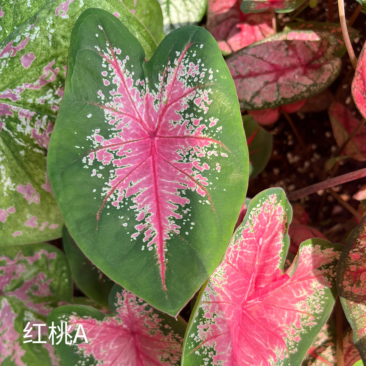花信彩叶芋种球红桃A莫妮卡海王婚纱消防员炸街必抢尖货艳压群芳图片