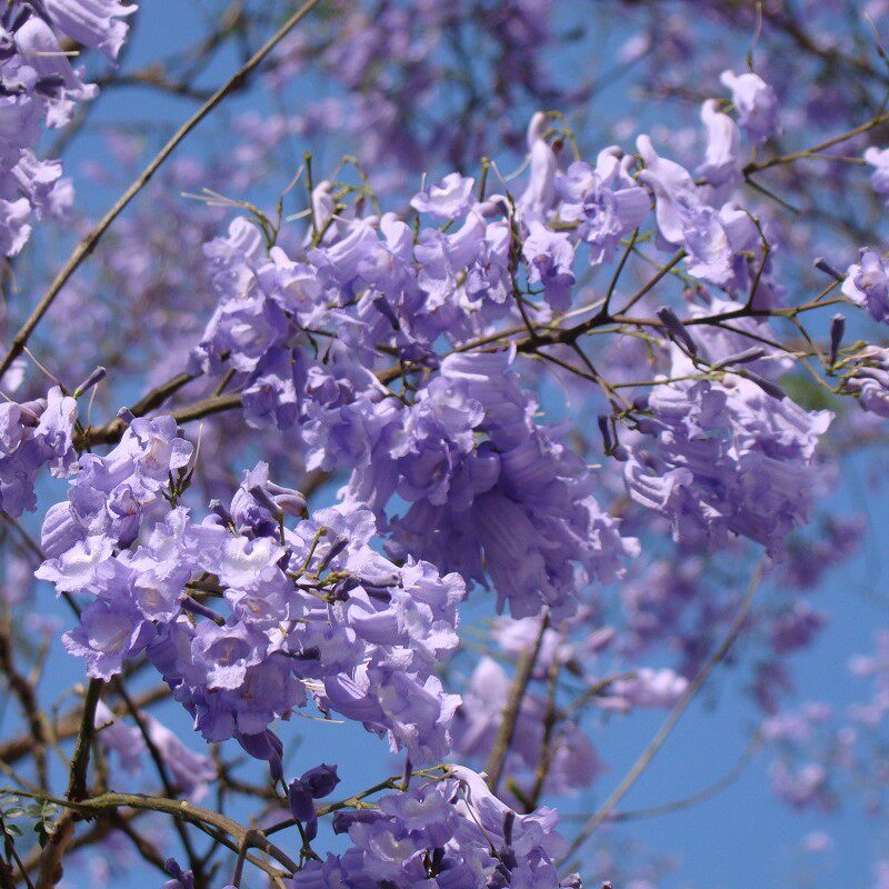 蓝花楹特价 天猫蓝花楹优惠券 淘宝蓝花楹优惠卷免费领取 白菜哦