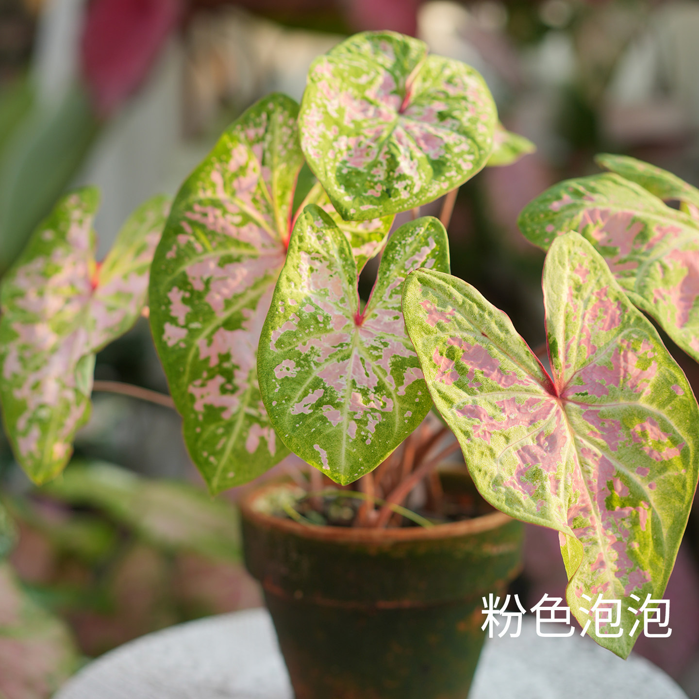 花信彩叶芋种球粉色泡泡安妮红桃A海王婚纱炸街必抢尖货艳压群芳图片