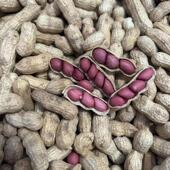 包邮 原味花生2025年带壳生花生 5斤