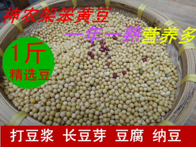 自种黄豆发豆芽打豆浆专用500g