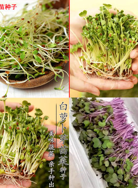 水培芽苗菜种子西兰花紫甘蓝苜蓿芽苗籽四季种植四色芽苗种子套餐