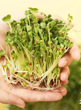 西蓝花芽苗青花椰菜种子水培蔬菜