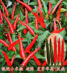 靓艳小米辣椒种子小米椒超辣土红椒朝天椒小尖椒小米七星椒四季播