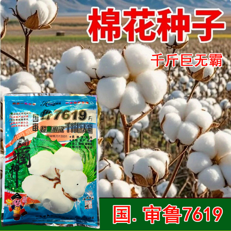 超懒汉棉花种子国审千斤巨无霸籽