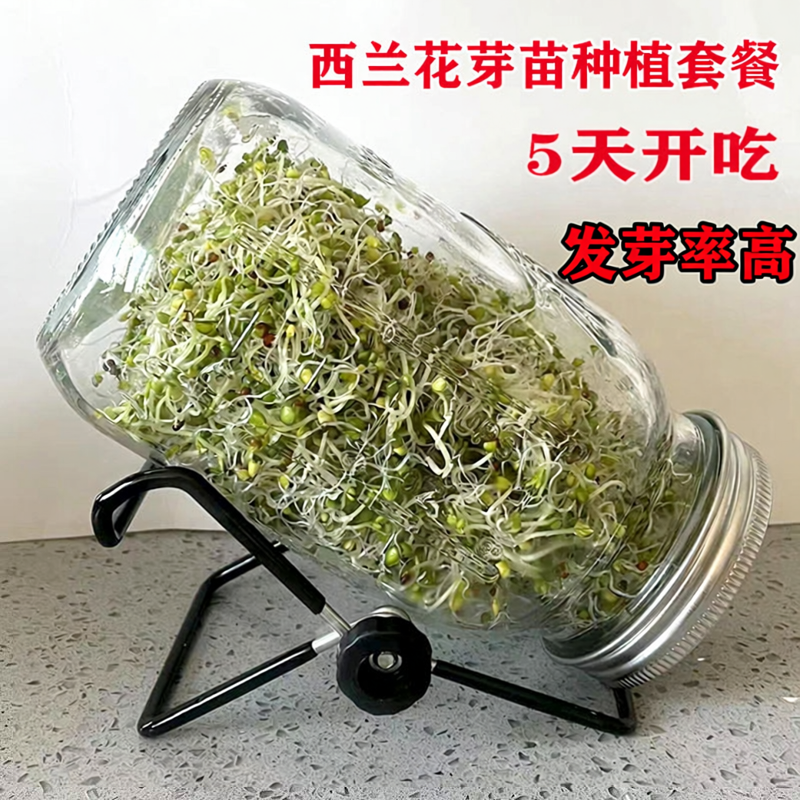 优质西兰花芽苗种子青花椰菜芽苗梅森瓶种植水培芽苗菜西蓝花种孑