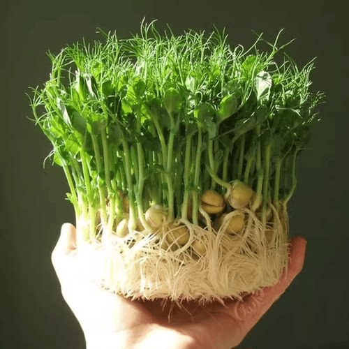 豌豆种子水培芽苗菜嘛