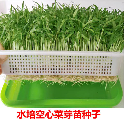 水培空心菜芽苗菜种子竹叶通心菜通蕹菜藤菜室内阳台四季蔬菜种子