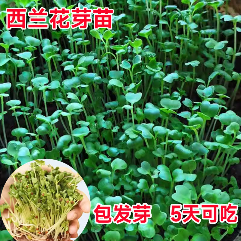 西蓝花西兰花芽苗菜种子梅森罐水培芽苗西蓝花种孑青花椰菜苗种籽