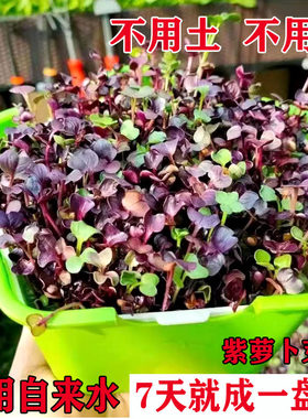 紫萝卜芽苗种子无土栽培芽苗盘种