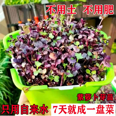 紫萝卜芽苗种子无土栽培芽苗盘种