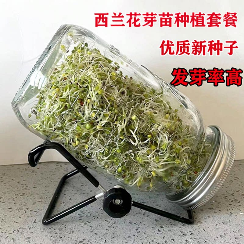 优质西兰花芽苗种子青花椰菜芽苗梅森瓶种植水培芽苗菜西蓝花种孑图片