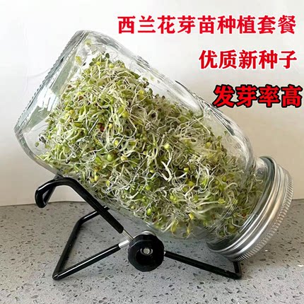 优质西兰花芽苗种子青花椰菜芽苗梅森瓶种植水培芽苗菜西蓝花种孑