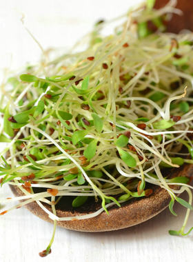 苜蓿芽种子水培蔬菜轻食素食西餐
