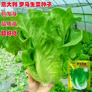 罗马四季生菜种子耐热耐抽苔生菜种籽农家阳台盆栽蔬菜种子籽