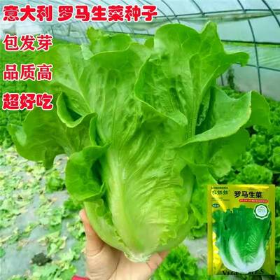 罗马四季生菜种子耐热耐抽苔生菜种籽农家阳台盆栽蔬菜种子籽