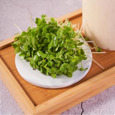 芝麻菜种子凉拌蘸酱菜微型蔬菜子