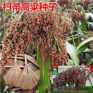 笤帚高粱种子东北笤帚种糜子种子酿酒高粱种孑农家扫帚红高粱种子