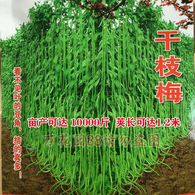 干枝梅摘不败高产豇豆种子四季
