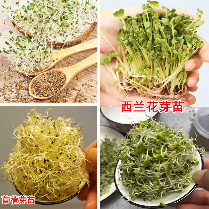 各种芽苗菜种子组合 西兰花 紫甘蓝萝卜苗