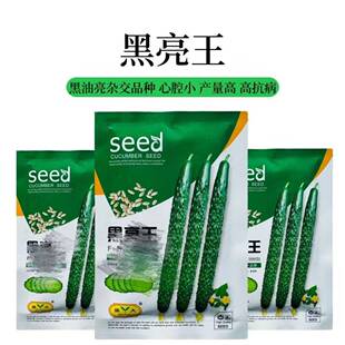 黑亮王 一代杂交黑油亮型黄瓜种子抗病强 产量高20克原装
